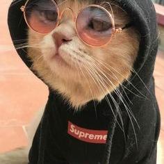 Gente común y a la moda
