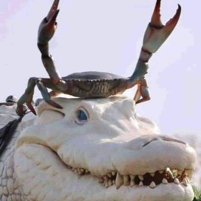 Gente de mallorca