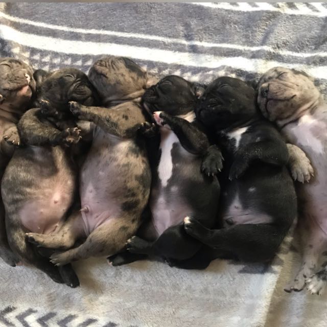Cachorros bulldog