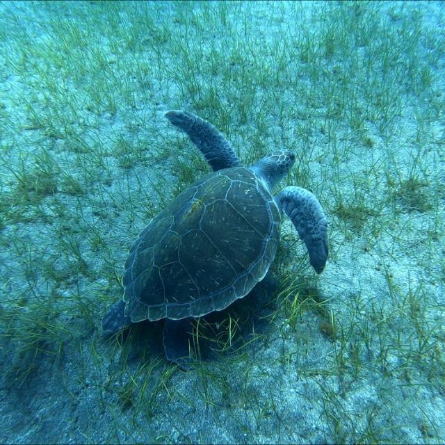 Buceo🌊🤿🐙
