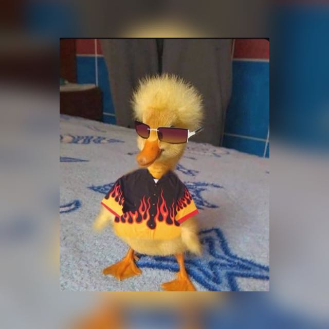 {*𝓩𝓸𝓸𝓵ó𝓰𝓲𝓬𝓸*}