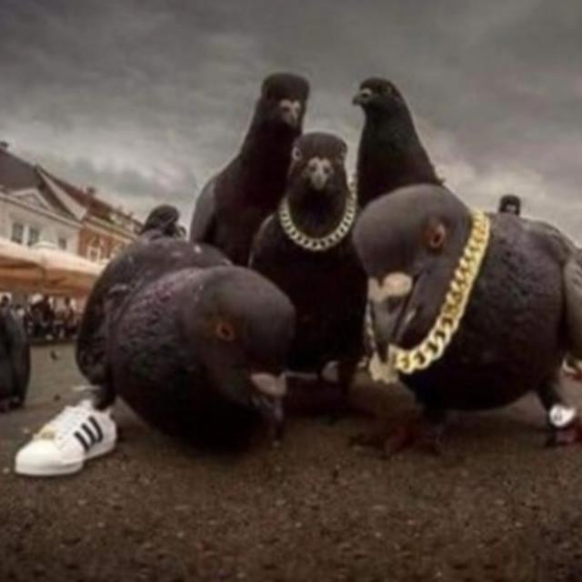 The gang/