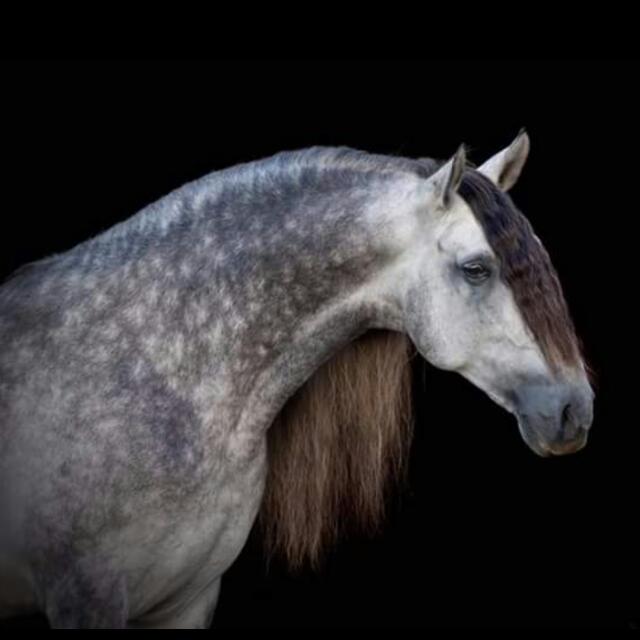 Caballos Guadalajara
