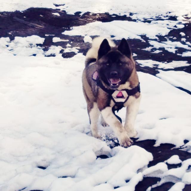 Akita americano Chile 🇨🇱