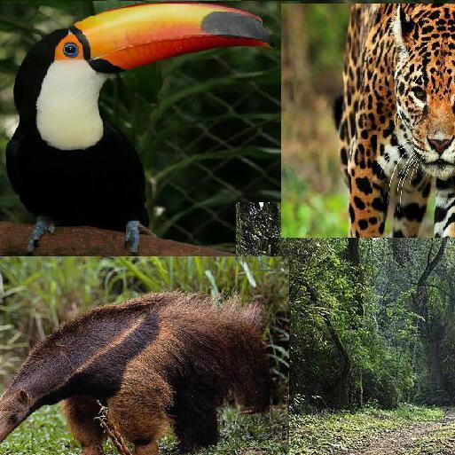 Flora Fauna Misiones