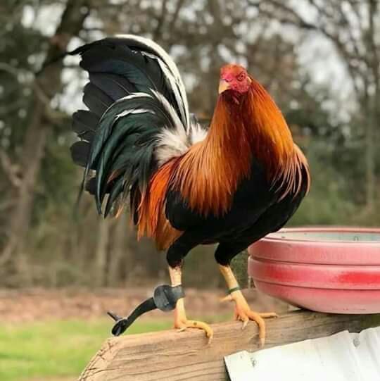 Galleros de todo México