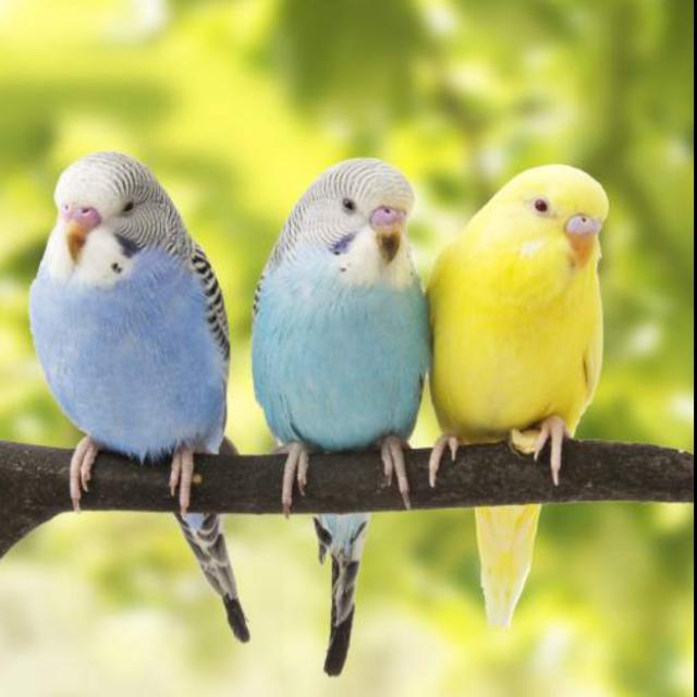 🦜♥️Criacion y Canto♥️🦜