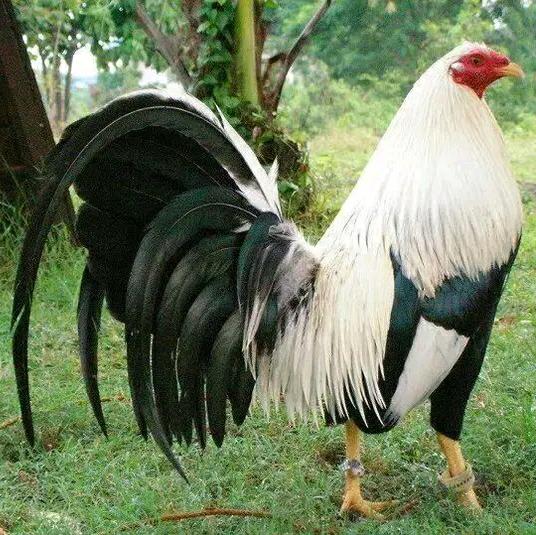 🇦🇷🐓C🦚B🦃A🦢AVICOLAS 2.0 😎🤝🏼🇦🇷