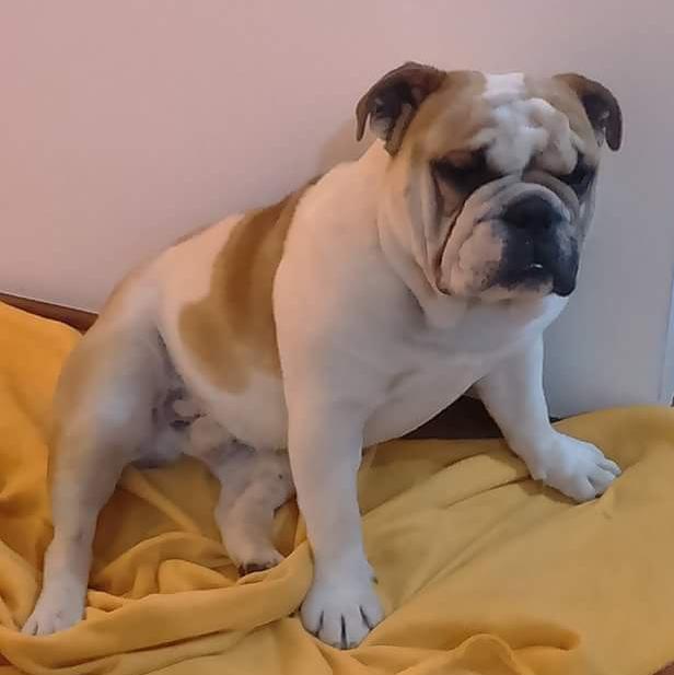 BULLDOG INGLES ♥️🐖
