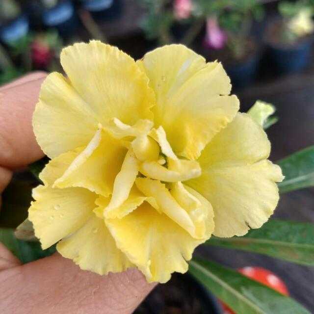 Rosa do deserto Maripá 2🌹