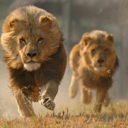 Leones Chile 🦁🦁