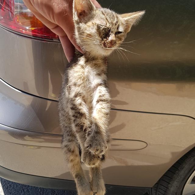 ⚠️AYUDA PARA FÉNIX⚠️