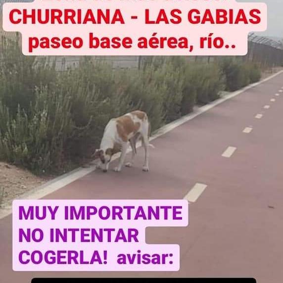 Los Angeles de Fenix 🐶🐶🐶