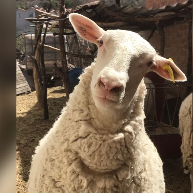 Ovinos lecheros de Mexico