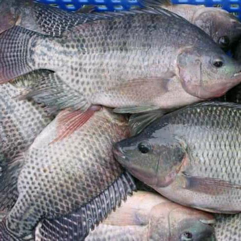 Vendo Pescado 🦐🐟