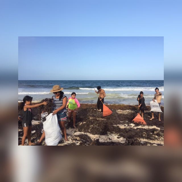 Ayudemos a las tortugas