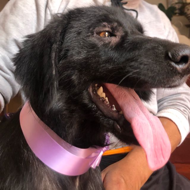 Perrita esperanza VMT