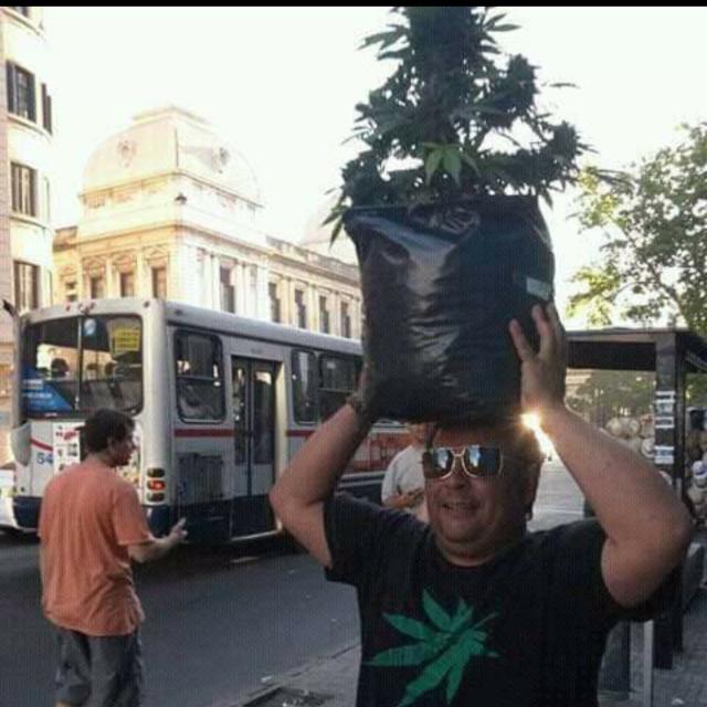 Cannabicos Quito 🇪🇨 🔥 🍁