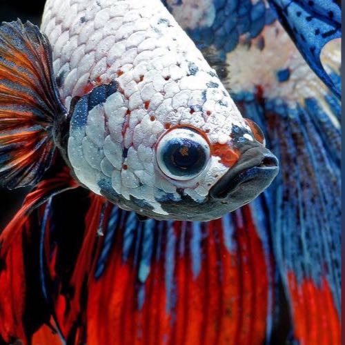 Venta Bettas