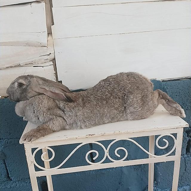 🐰Cunicultura para todos🐰