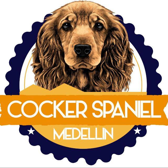 COCKER SPANIEL MEDELLIN🐶