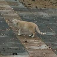 GATA EMBARAZADA SEVILLA