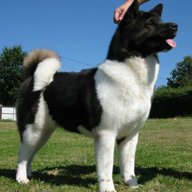 🐶Grupo Akitas Ecuador 🐶