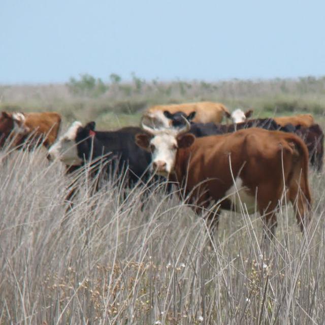 Agro del Tuyú