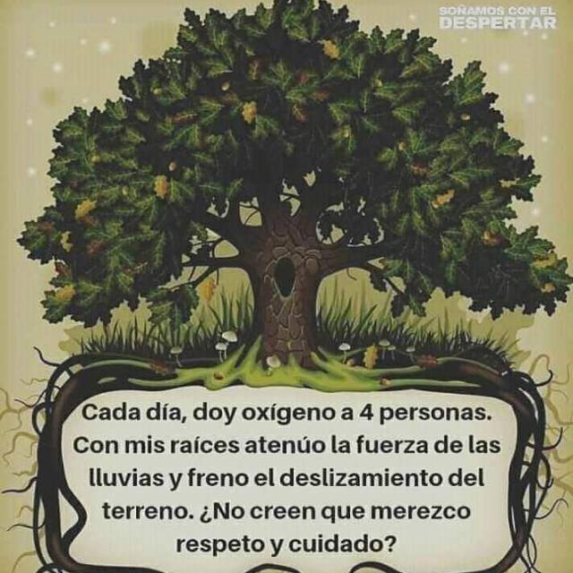 💚🌳🌲 reforestemos chepe💚🌳🌲