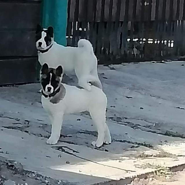Akitas en chile 🐕🐶