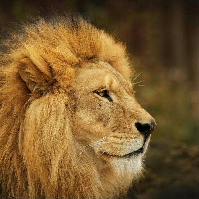 🦁 LEONES PERÚ 🦁