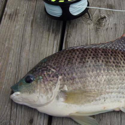 GRUPO DE PESCA DEPORTIVA
