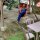 geral61