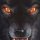 wolfhp buscando Ligar en Barquisimeto wolfhp chico soltero en Barquisimeto