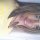 Romorena buscando Buscar pareja en Winnipeg Romorena chica soltera en Winnipeg