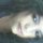 lety gress