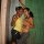 marlen