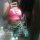 Orianny Stephany