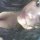 lety gress