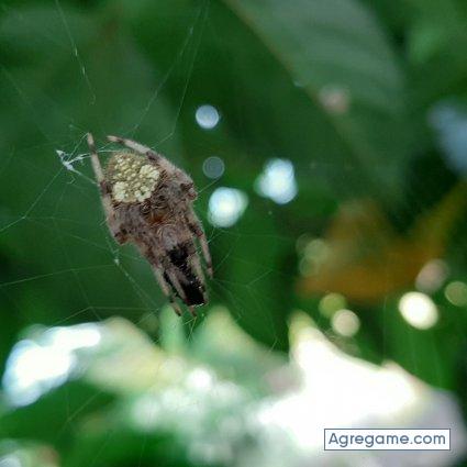 Elpapiriko chico soltero en San Miguel Acatan