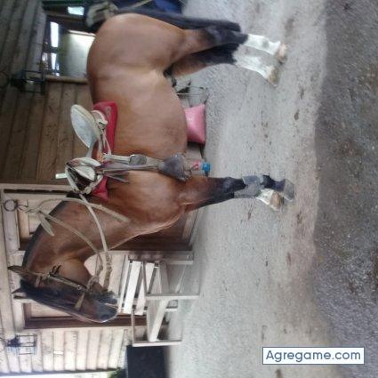 Anibal20222 chico soltero en La Union Los Ríos