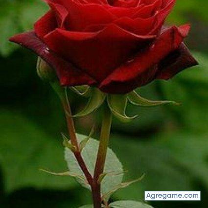 BayronAnzora chico soltero en Ilobasco