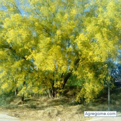 Eaedel chico soltero en Nogales