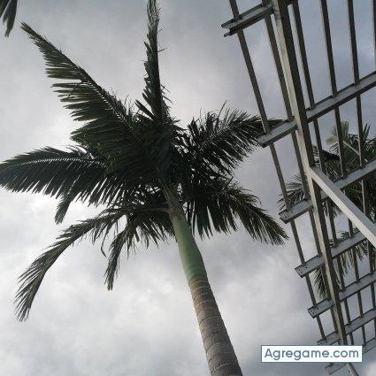 Reyrey1 chico soltero en Medellín