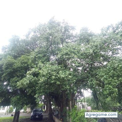 Mexkille chico soltero en Veracruz