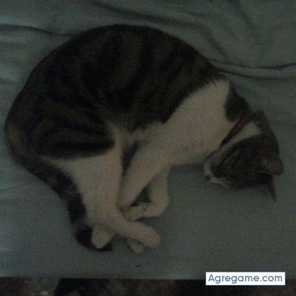 blablando chico soltero en Alberic