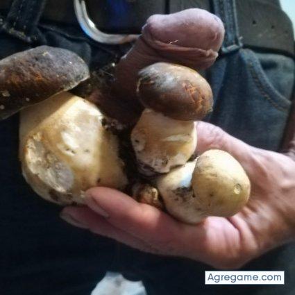 Sanote chico soltero en San Sebastian