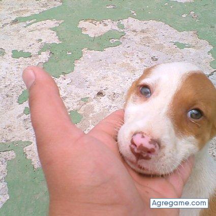 marry21cm chico soltero en Puerto De La Cruz