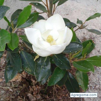 Manuelfsoto25 chico soltero en Coyuca De Catalán