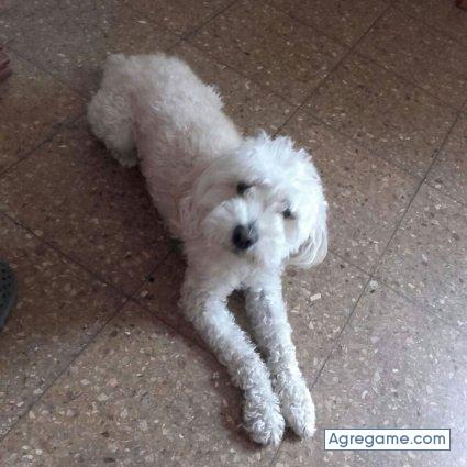 franciscoleonardi chico soltero en Amaichá Del Valle